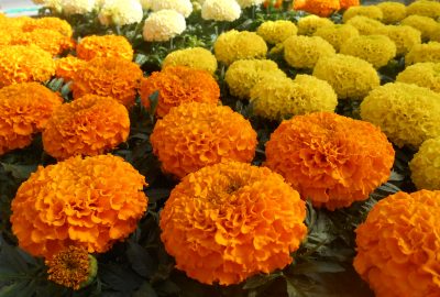 Tagetes