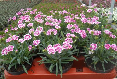 Dianthus