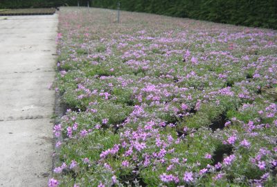 Phlox