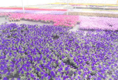 Aubrieta