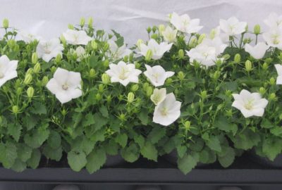 Campanula