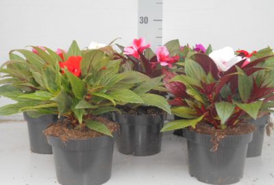 Impatiens