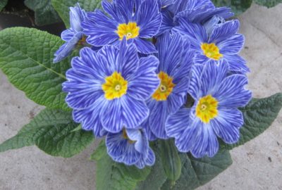 Primula