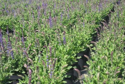 Salvia Ostfriesland