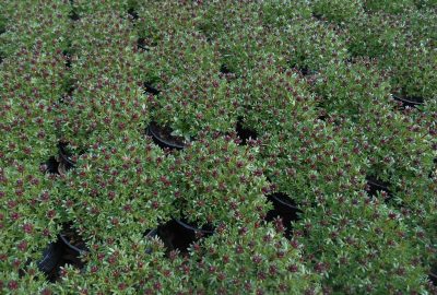 Saxifrage
